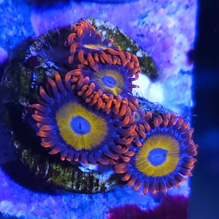 CoralBay UK - zoanthid bbeb coral