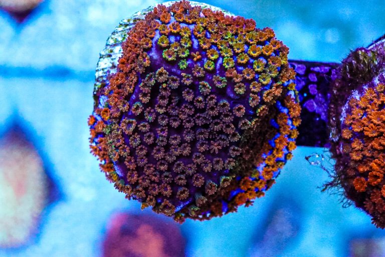 CoralBay UK - DSC02568