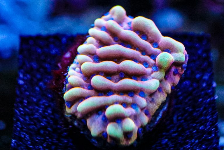 CoralBay UK - DSC03398
