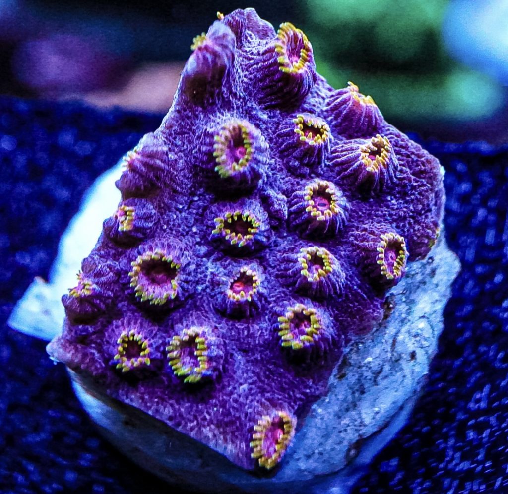 CoralBay UK - DSC03401