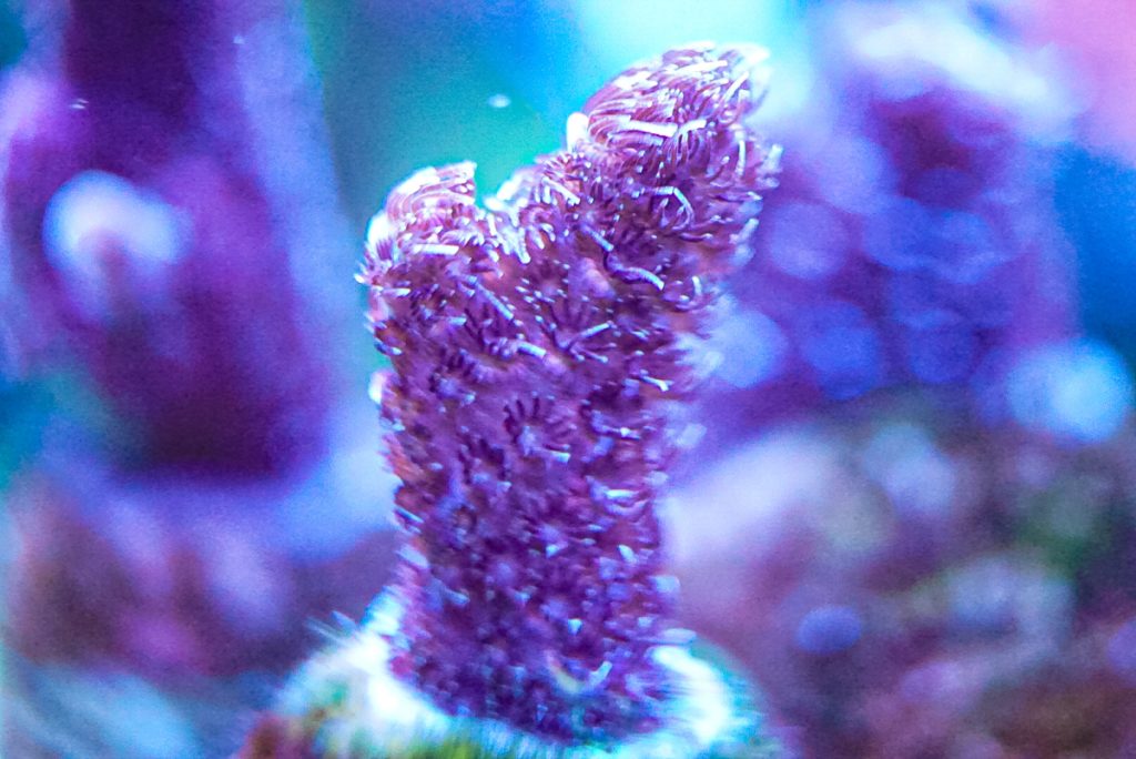 CoralBay UK - DSC03463