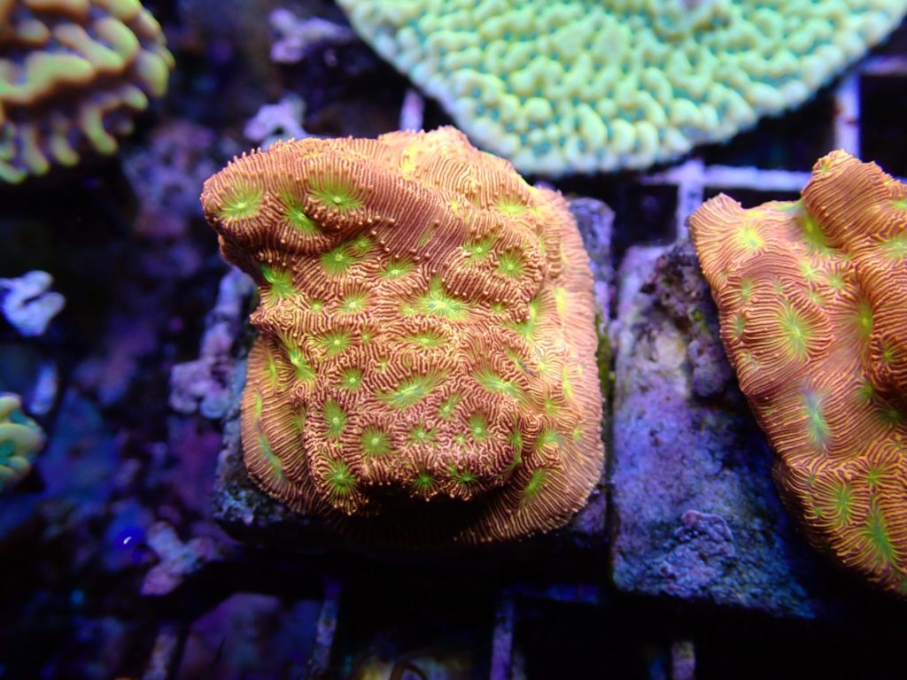 CoralBay UK - IMG 0276