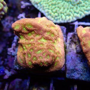 CoralBay UK - IMG 0276