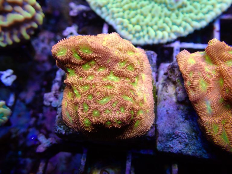CoralBay UK - IMG 0276