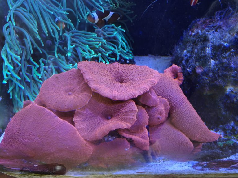 CoralBay UK - 1000052575