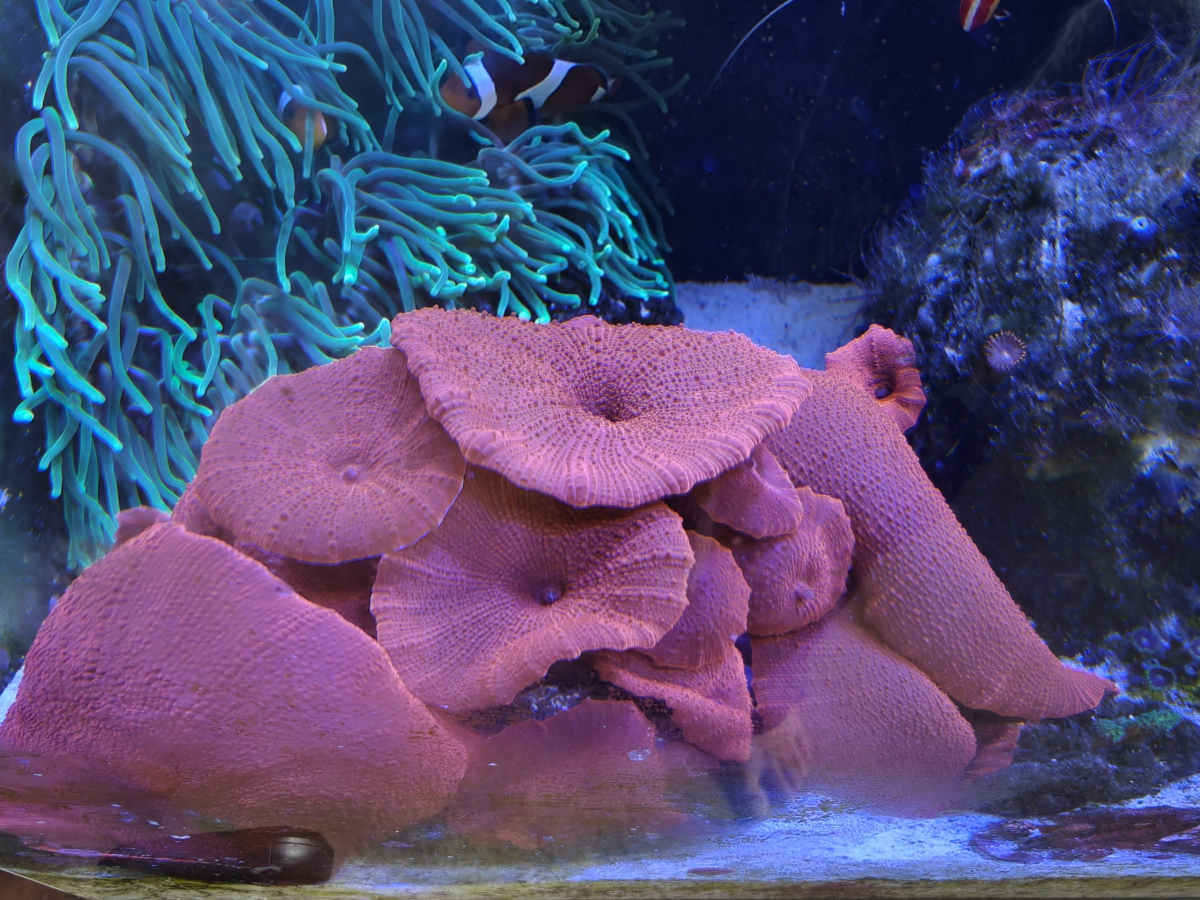 CoralBay UK - 1000052575