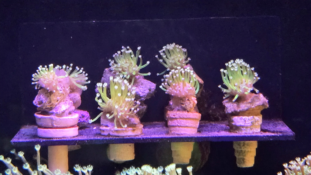 CoralBay UK - 1000053548