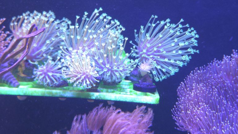 CoralBay UK - 1000055453