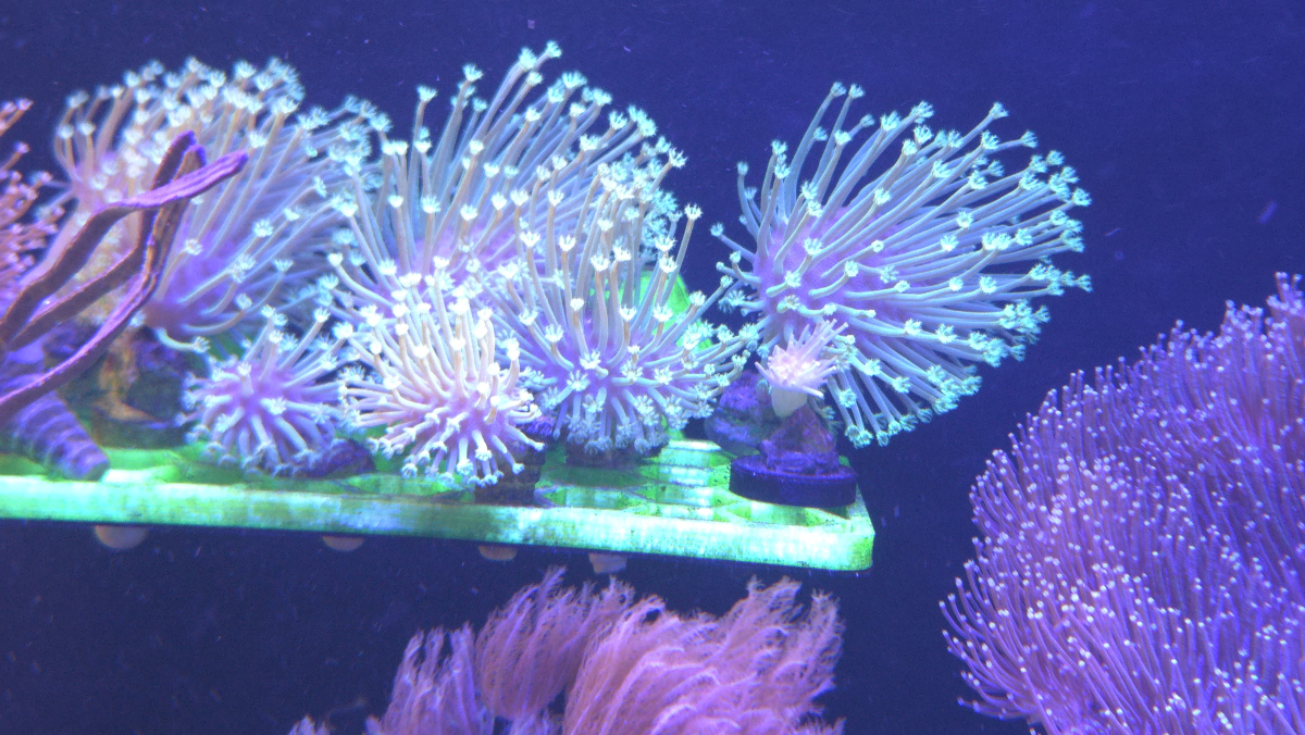 CoralBay UK - 1000055453