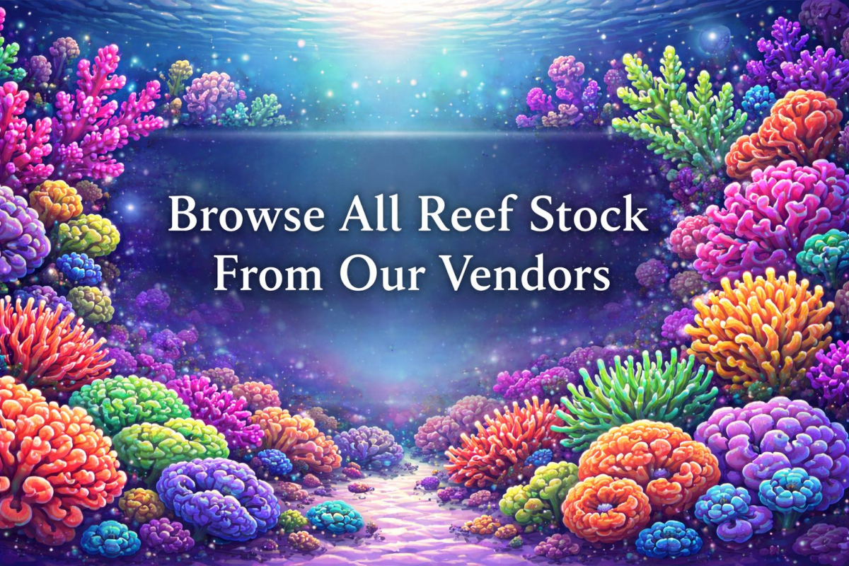 All-Reef-Stock-CoralBay Browse all reef stock from our vendors photo