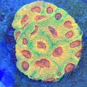 CoralBay UK - Favia coral fascination