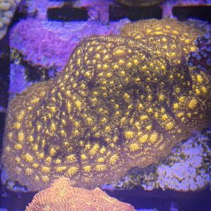 CoralBay UK - IMG 0480