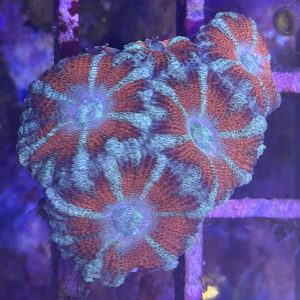 CoralBay UK - IMG 0481