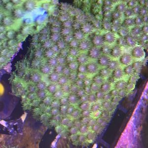 CoralBay UK - IMG 0491