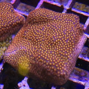 CoralBay UK - IMG 0517