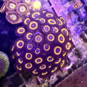 CoralBay UK - IMG 0730