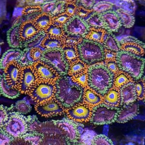 Mixed Zoa tile