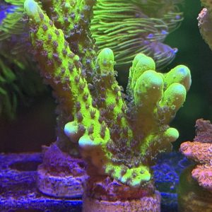 Slime ball anacropora