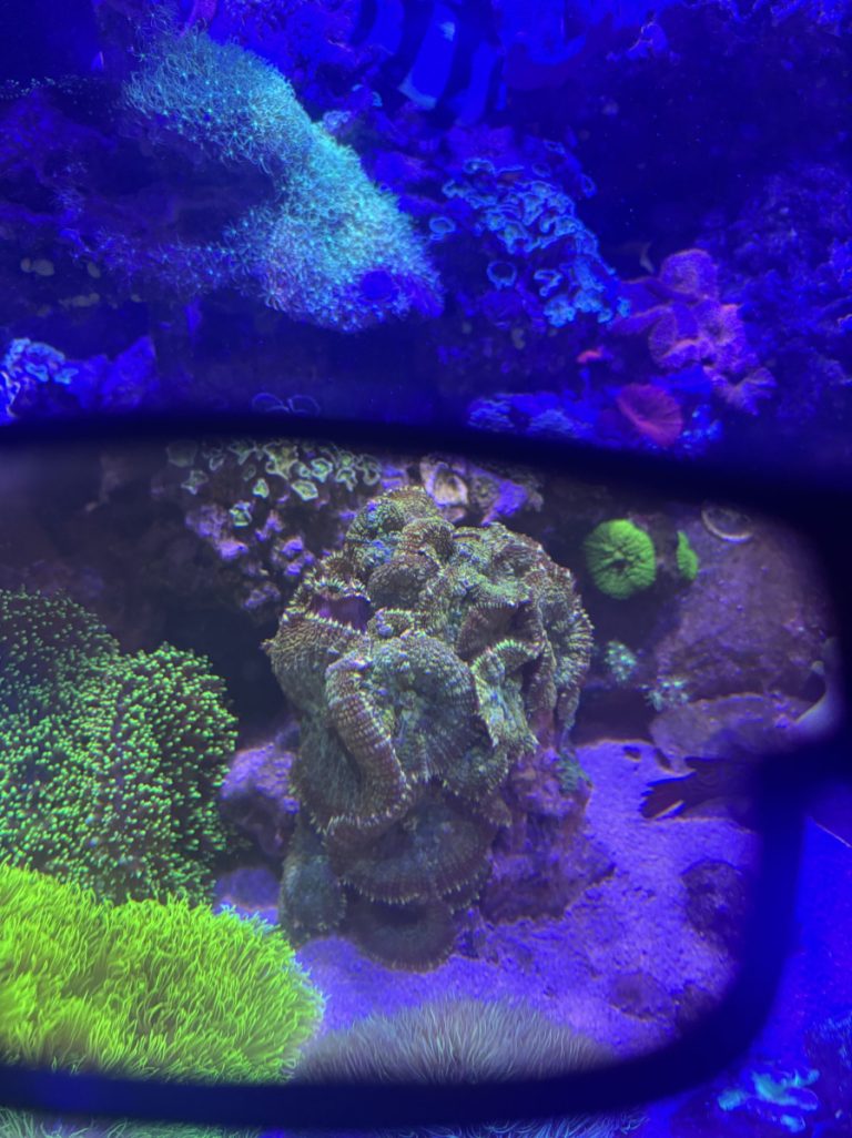 CoralBay UK - IMG 1522