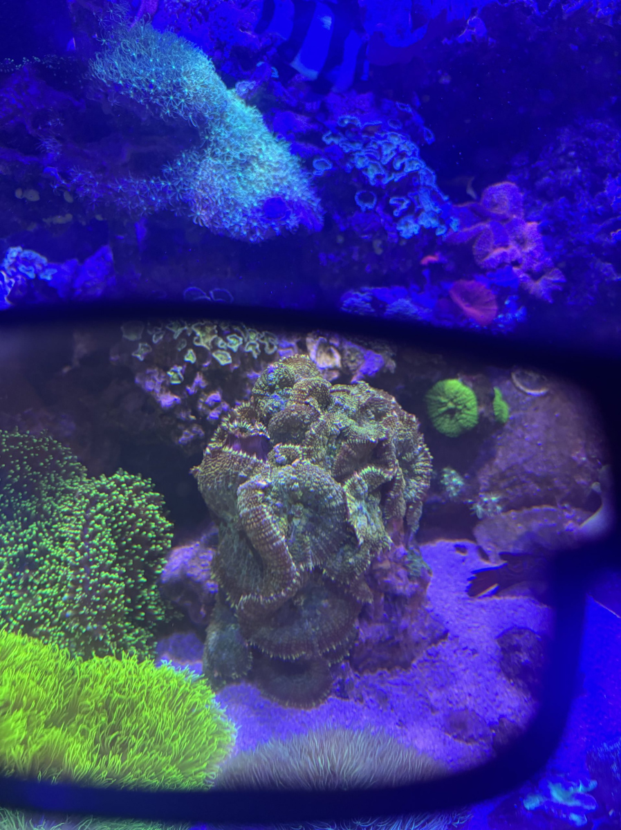 CoralBay UK - IMG 1522