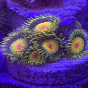 Rasta zoas
