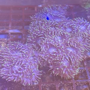 Dunca coral with multiple heads