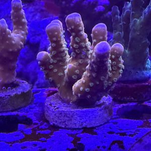 Tropicana anacropora