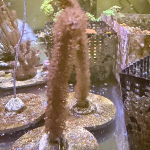 Gorgonian coral around 10cm - Eunicea gorgonian