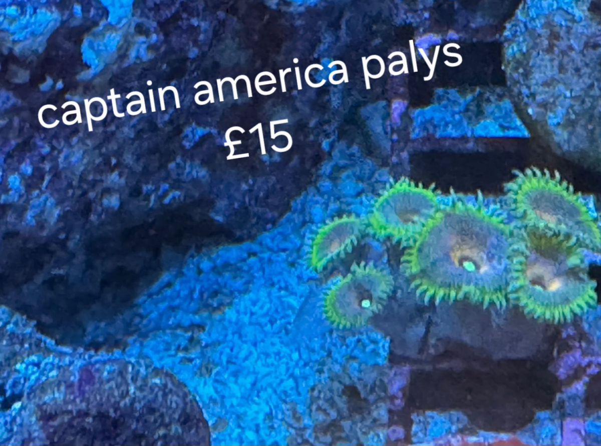 CoralBay UK - 1000092865