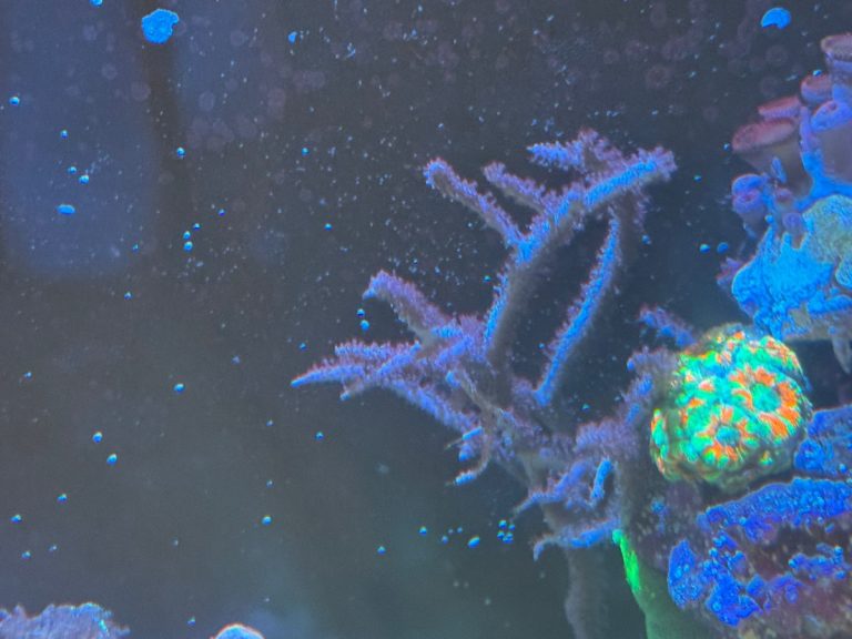 Pink gorgonia coral frag