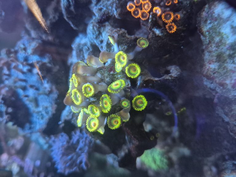 Rasta colony coral