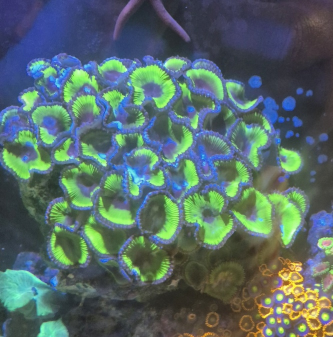 Palythoa grandis colony coral