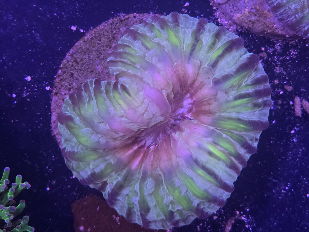 CoralBay UK - 1000554033 1