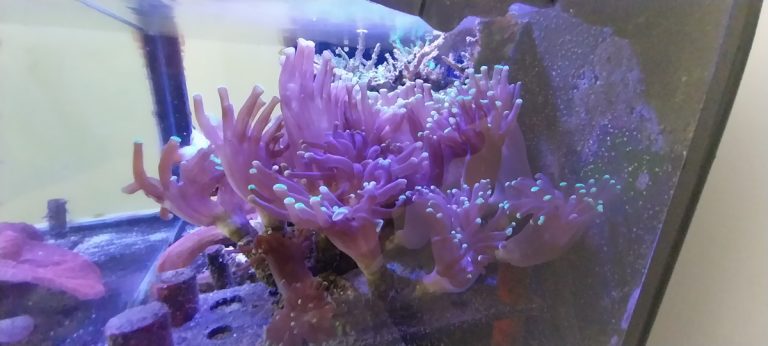 Toxic Green Hammer Euphyllia LPS Coral frag