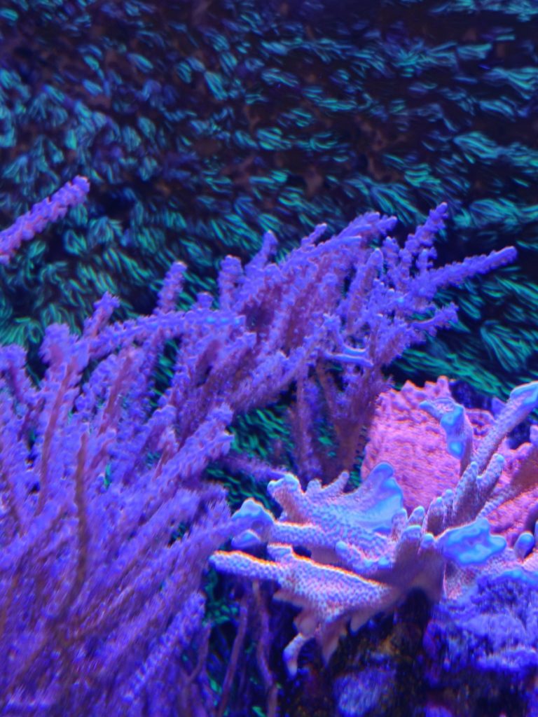 CoralBay UK - 3629