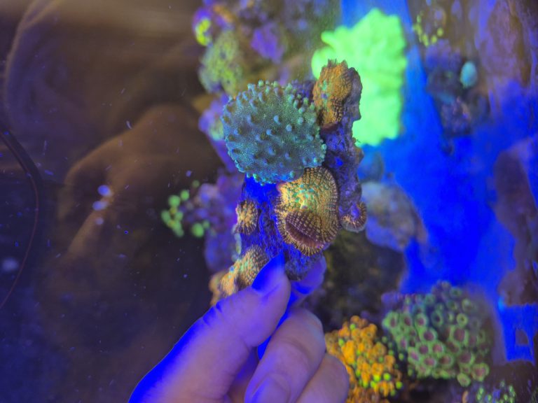 6 fire mushrooms and toadstool coral frag