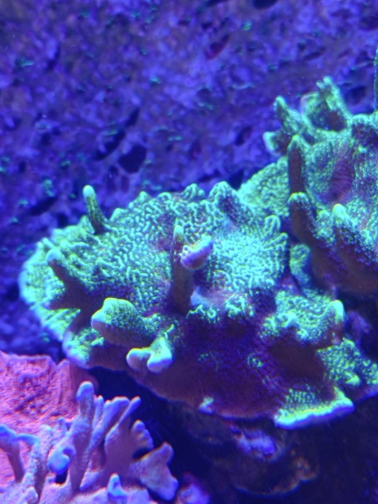 CoralBay UK - 5674