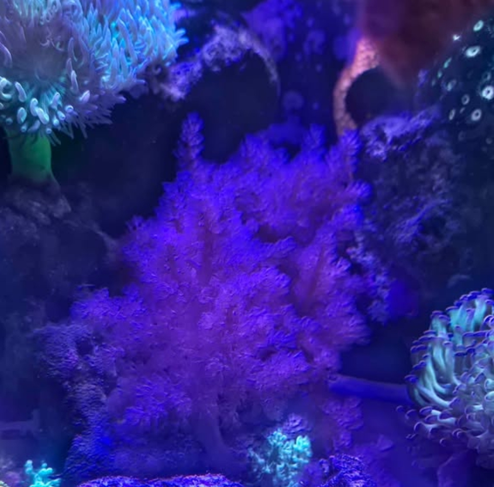 CoralBay UK - 5728