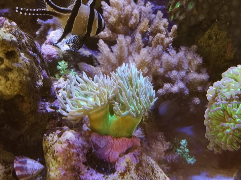 CoralBay UK - 5734