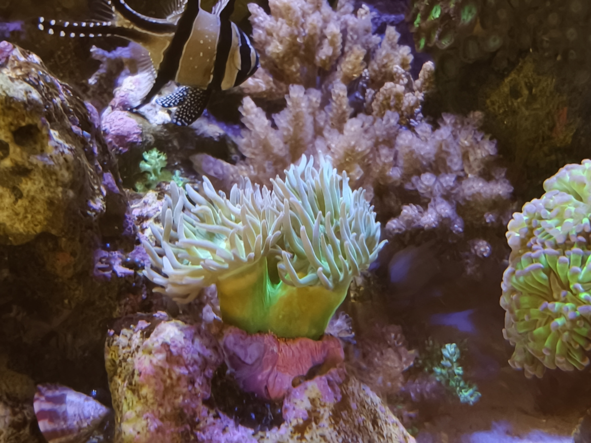 CoralBay UK - 5734
