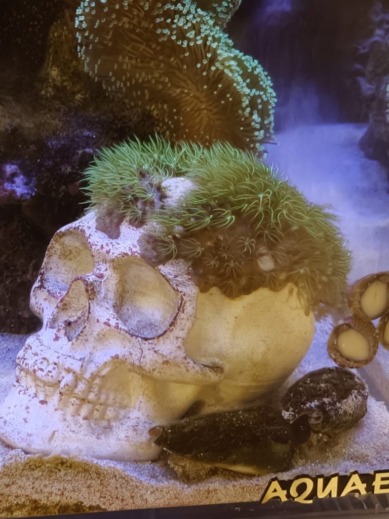 CoralBay UK - 5736