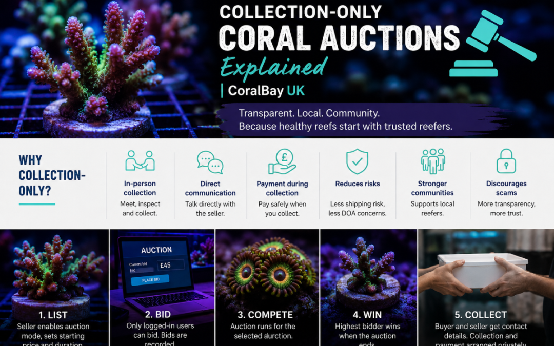 Collection-only Coral Auctions Explained | CoralBay UK