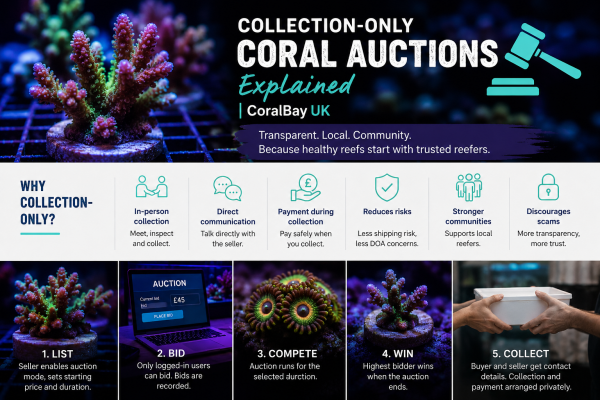 Collection-only Coral Auctions Explained | CoralBay UK