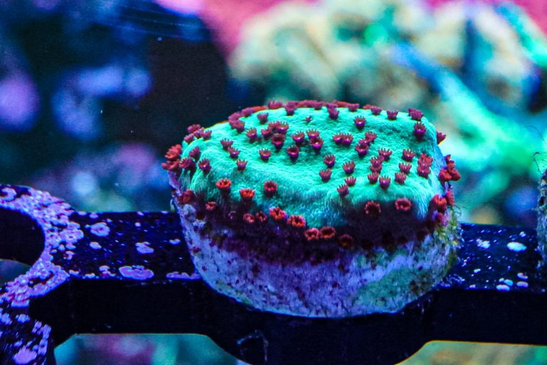 Chilli pepper monti coral marine frag