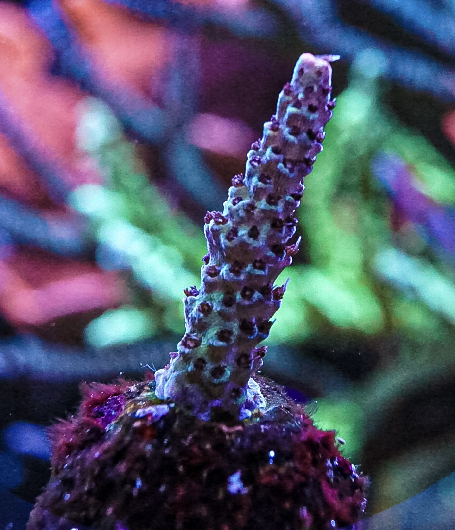 CoralBay UK - DSC03728