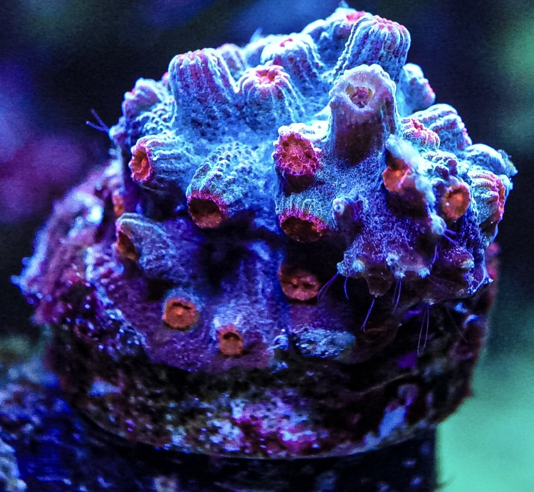 CoralBay UK - DSC03760