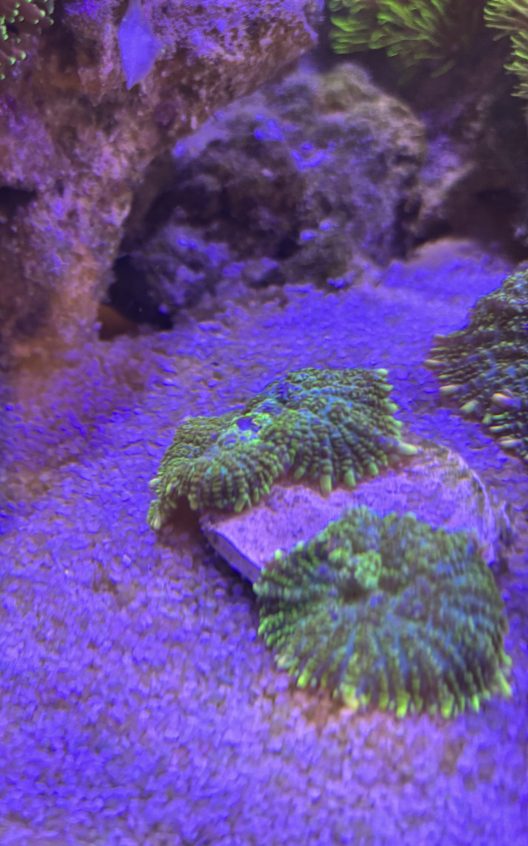 CoralBay UK - IMG 1802 e1780950108359