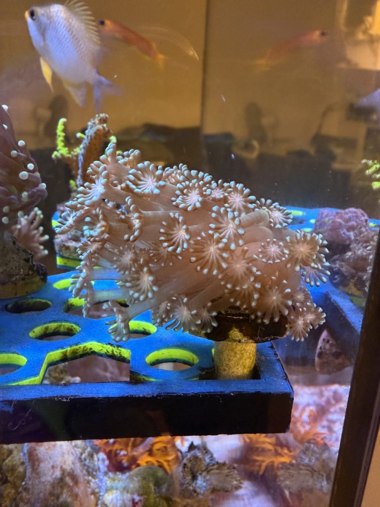 Alveopora frag coral