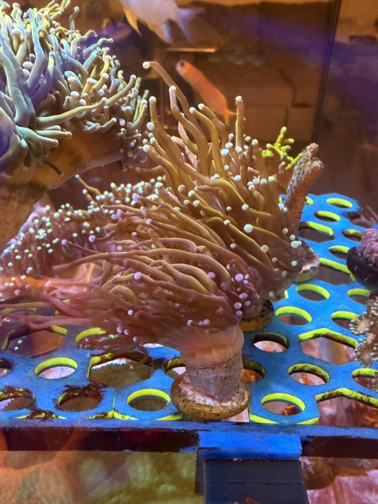 NY knicks Torch coral frag