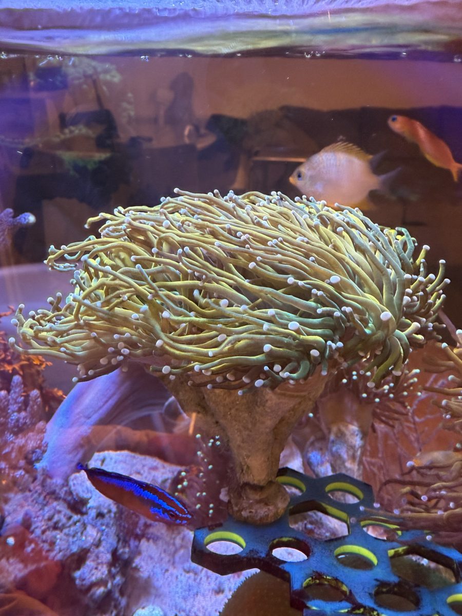 CoralBay UK - IMG 2127 e1780260212789